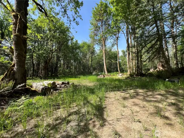 Lots of open space between the trees.