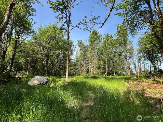 Nice open & sunny cleared site for a secluded home in the woods.