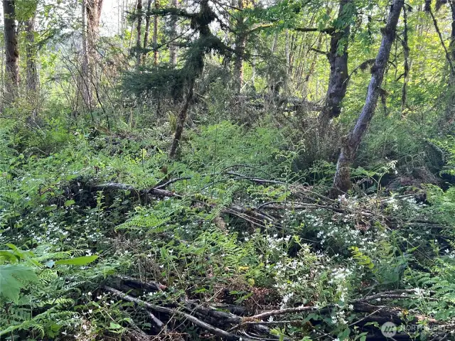 Lots of wild mountain black berries in July to enjoy.