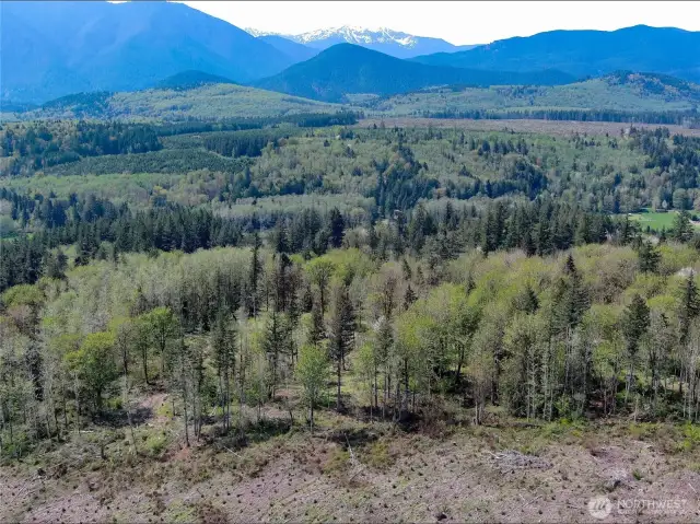 East edge of the property facing west. Property borders designated forest lands to the East for added buffer from people.