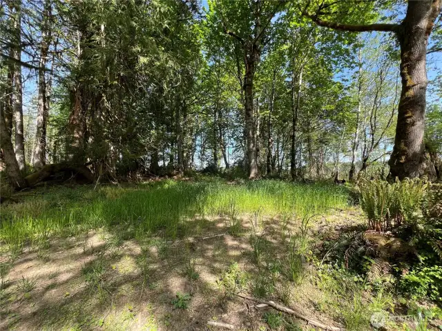 Cleared area at East end of property next to commercial forest lands.