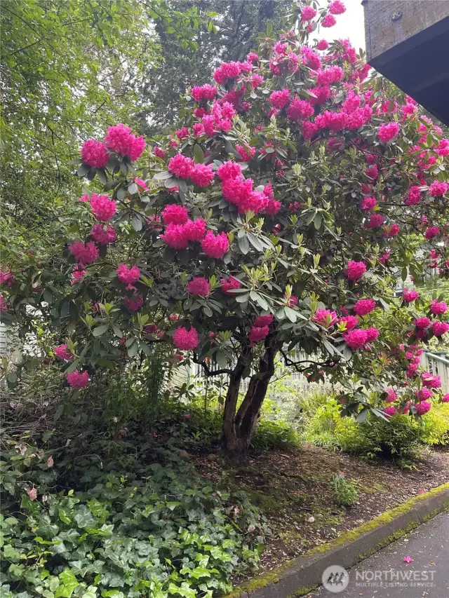Gorgeous PNW landscaping