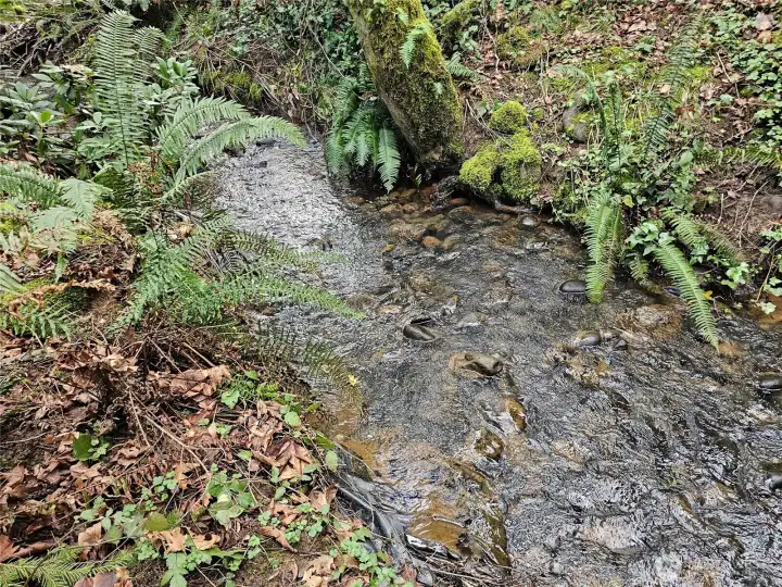 Scammon creek bordes the property along the Northerly property line