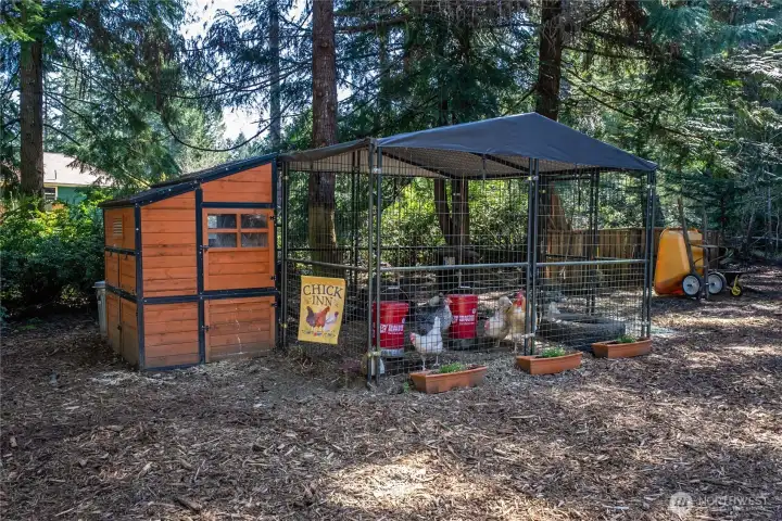 Huge chicken coop - able to fit 12-15 chickens