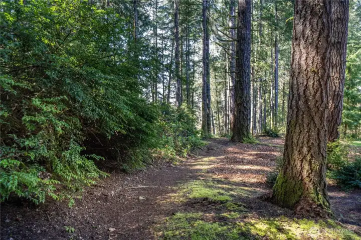 Mature evergreens provide plenty of shade among the trails on the property