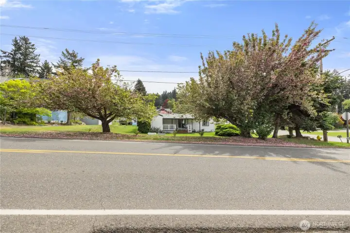 Front Yard with beautiful cherry blossoms