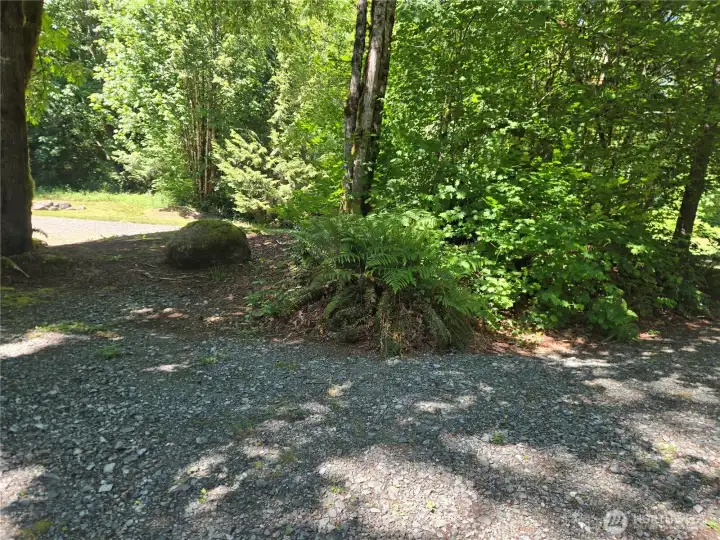 Circular driveway with native trees, shrubs and a huge old growth cedar stump in the middle of the driveway island.