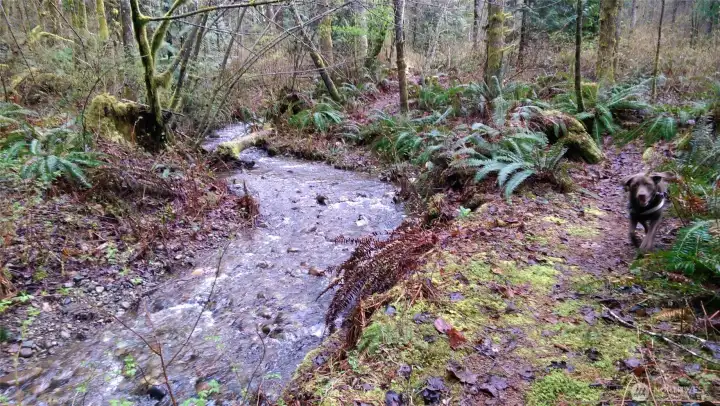 There is an extensive trail network, over 10 miles, that is enjoyed by 8 lot owners (lots 5-12) who share access via the recorded trail easement. This photo shows Ames creek on lot 5 and 6.
