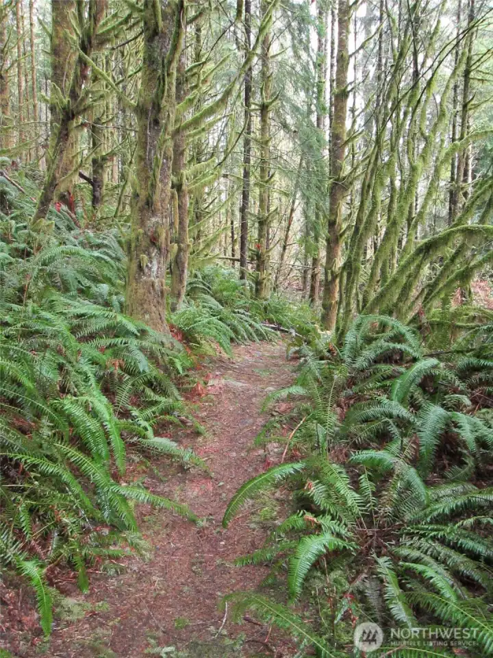 The trails pass through different types of forests from mostly fir as in this photo to a mix of conifer and deciduous forest.