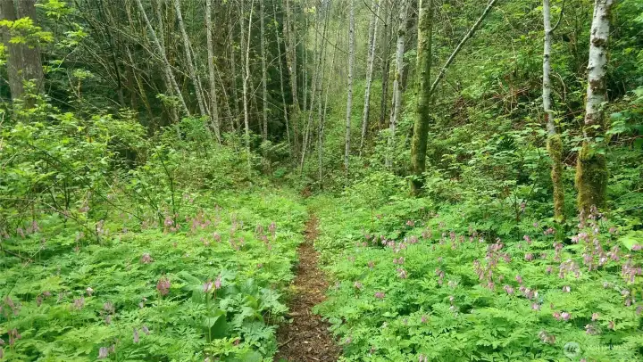 This section of trail is on lot 10, the bleeding hearts bloom here every year.