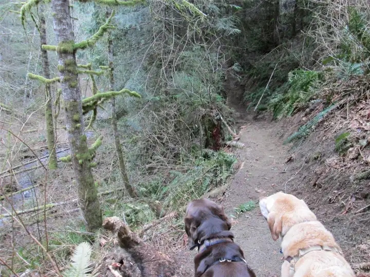 The trails are for mountain biking and hiking. You and your whole family will love exploring the trail network.