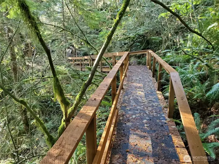 This bridge was built on top of an old growth log that had fallen over a ravine along the slope above the river. It is a one of many favorite spots and a great trail to appreciate the huge second growth fir and cedar trees that flank the slope to the river.
