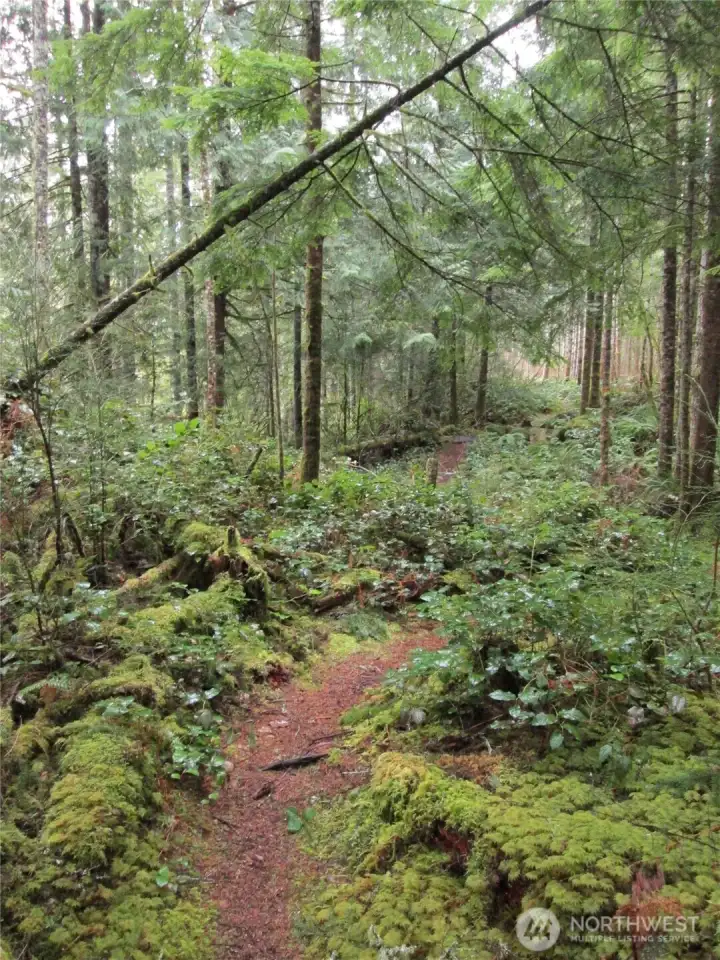 This photo is from lot 12 on one of the trails along the ridge that is above and parallel to the Sultan River. The view is looking south. The river is to the left/east.