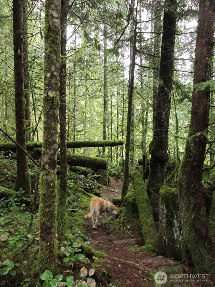 Another beautiful section of the trail on lot 12.