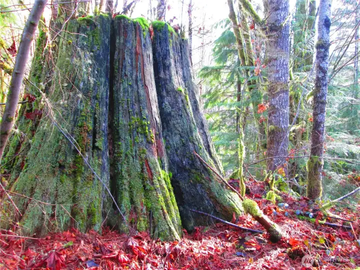 There are many amazing ancient old growth stumps on the property.