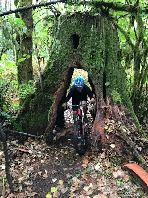 There are even two old growth stumps that you can bike or hike through! This is on lot 10.