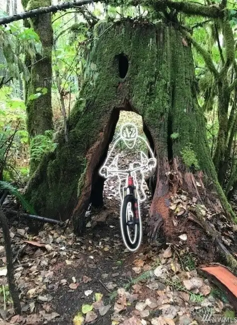 There are even two old growth stumps that you can bike or hike through! This is on lot 10. There are even two old growth stumps that you can bike or hike through! This is on lot 10.