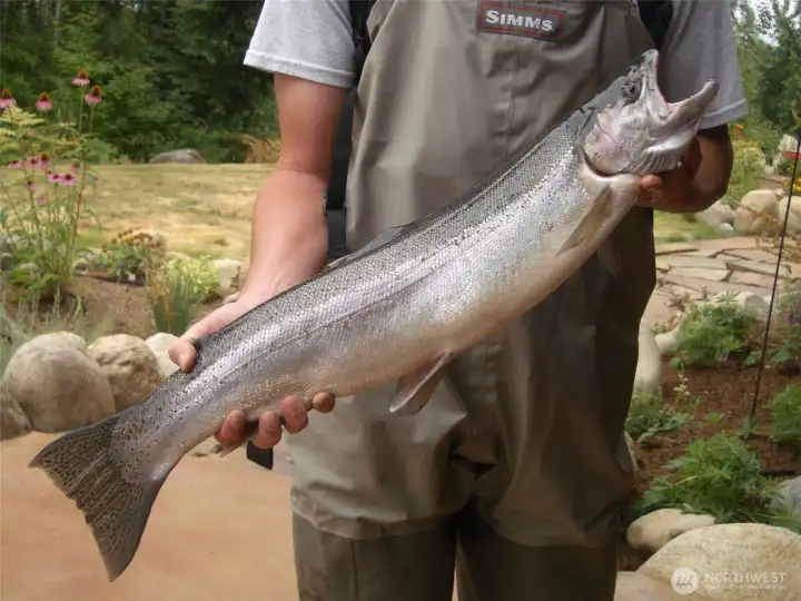 My friend (from the previous photo) caught this 10lb Steelhead while visiting.