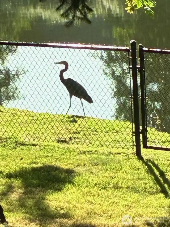 Wildlife visits often Wildlife visits often