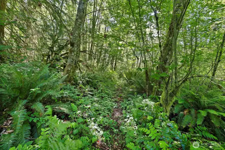 Trails through out the back acres.