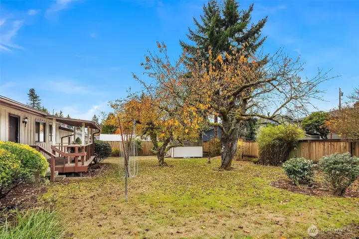 Beautiful level yard with apple tree