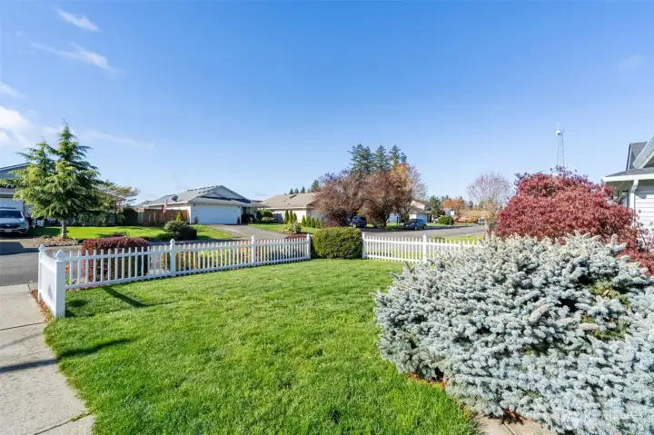 front yard from patio