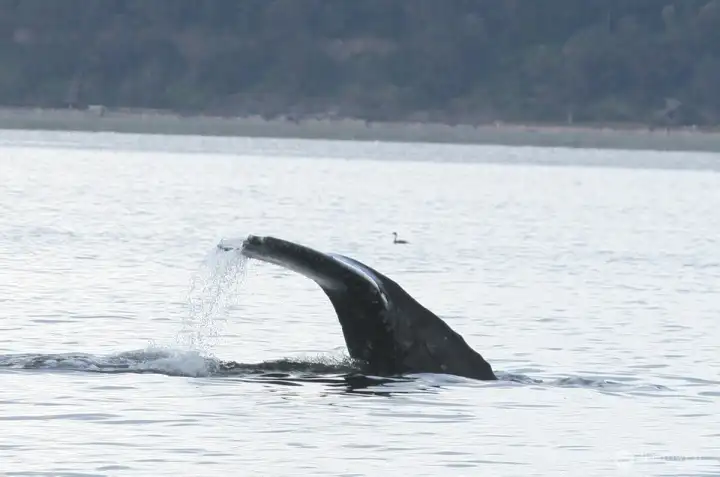 Enjoy whale watching!