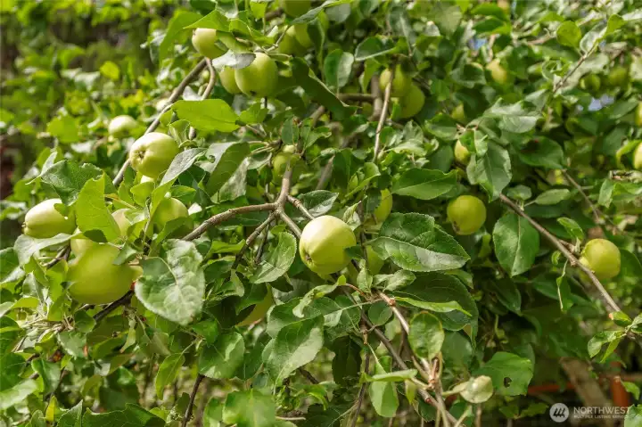 Apple Tree (1 of 2)
