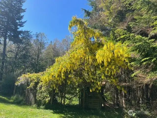 Entrance to community garden and berry patch graced by large golden chain.