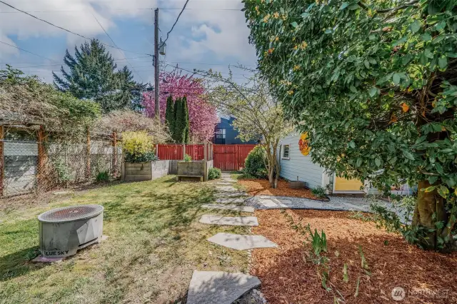 Back yard