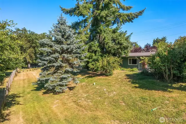Spacious back lawn with mature trees and shrubs.