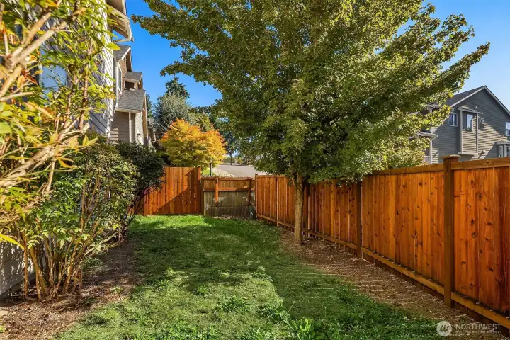 Backyard