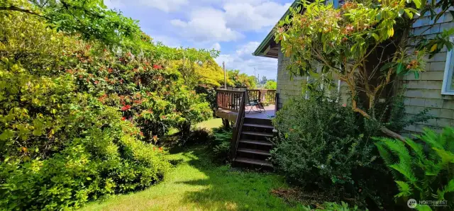 Step down from the sunny deck and into a lush woodland retreat—this Nahcotta backyard blends cultivated charm with native splendor, offering a tranquil escape just steps from home.