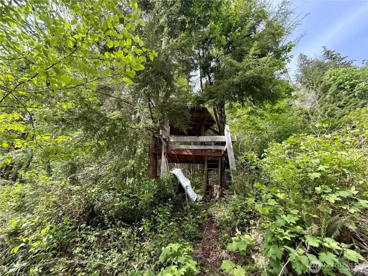 Existing abandoned treehouse.