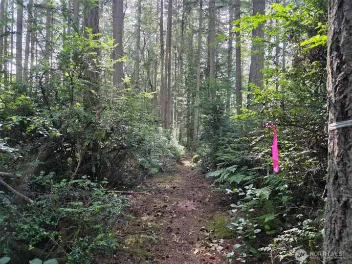 The pink tape path will lead you to the heart of the property and the choice spot for home site and well.