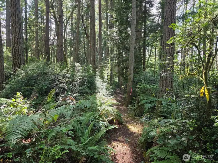 Lovely mixed forest with conifers, deciduous trees (Maple and Madrone) and a beautiful understory of salal, evergreen huckleberry and sword ferns. Very well-drained soils great for septic, gardens, animal husbandry, etc.