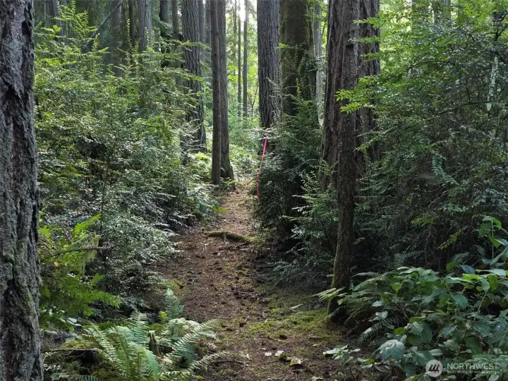 Continue into the forest -- you keep going deeper but the light stays steady, streaming through the trees.