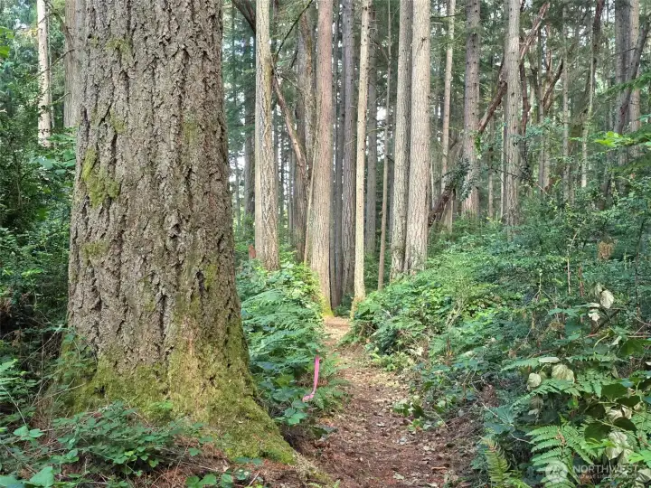 Some of these trees are majestic!
