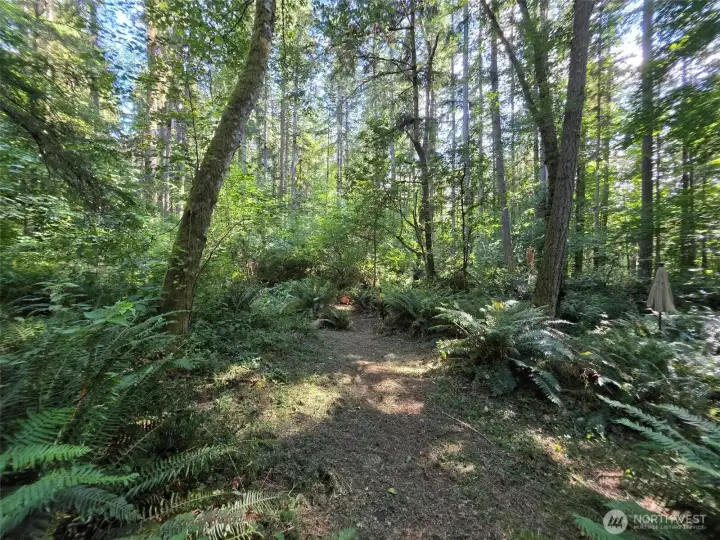 Seller's chosen building site amongst fir, maple and alder trees with great filtered sunlight. A lovely spot to enjoy a tranquil, peaceful and private, custom home.