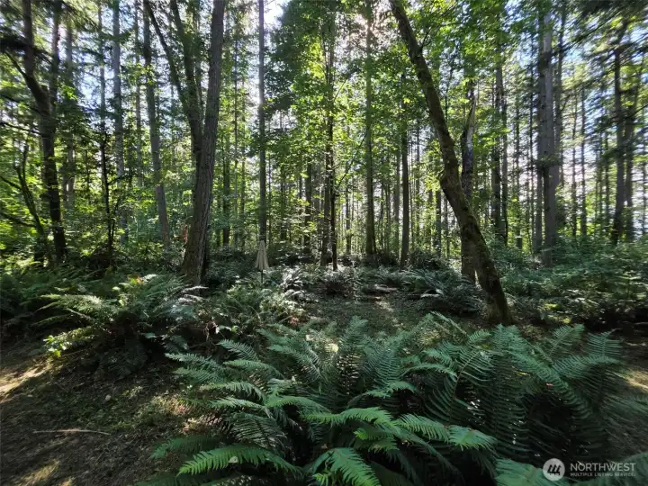 Another view of the lightly treed potential building site amongst fir, maple and alder trees with great filtered sunlight.