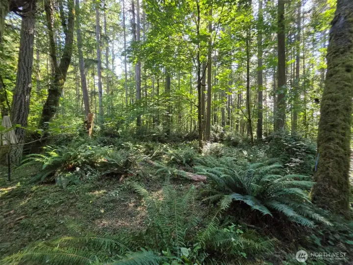 The land is almost entirely level, lightly treed ,and soils are well-drained, making for a perfect palette for your visions of home, garden, art studio, sanctuary and retreat.