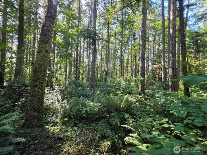 Come see this gorgeous parcel for yourself. This is a rare opportunity to make your vision of home a reality on a lovely, private parcel on Vashon Island. We would be very happy to walk it with you!