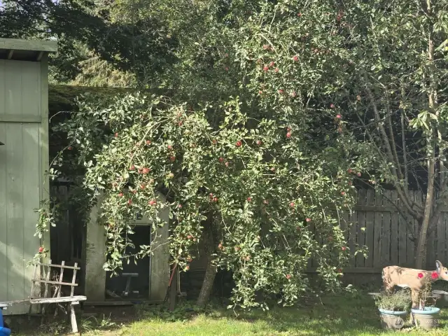 Apple tree next to the outbuilding.