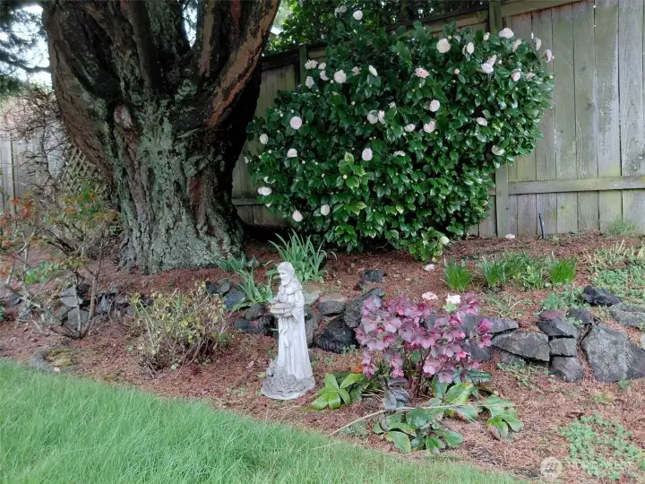 Camelia and hellebore- two of my favorites.