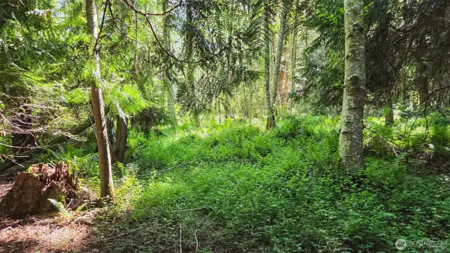 Nature trail