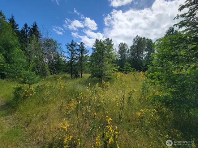 Area of smaller trees