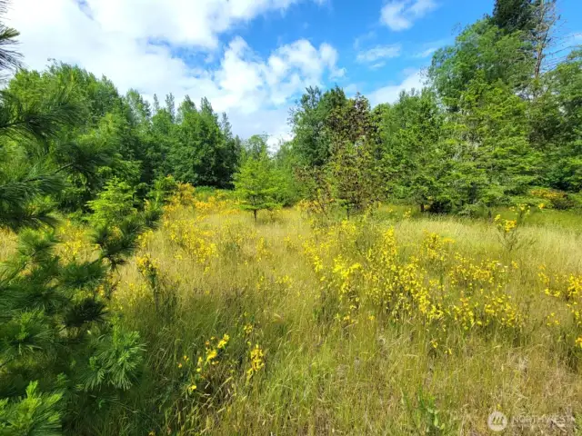another shot of the sunny open area