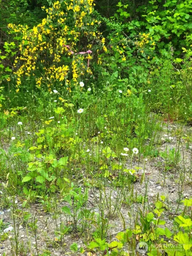This is one of the spots for the septic test pit