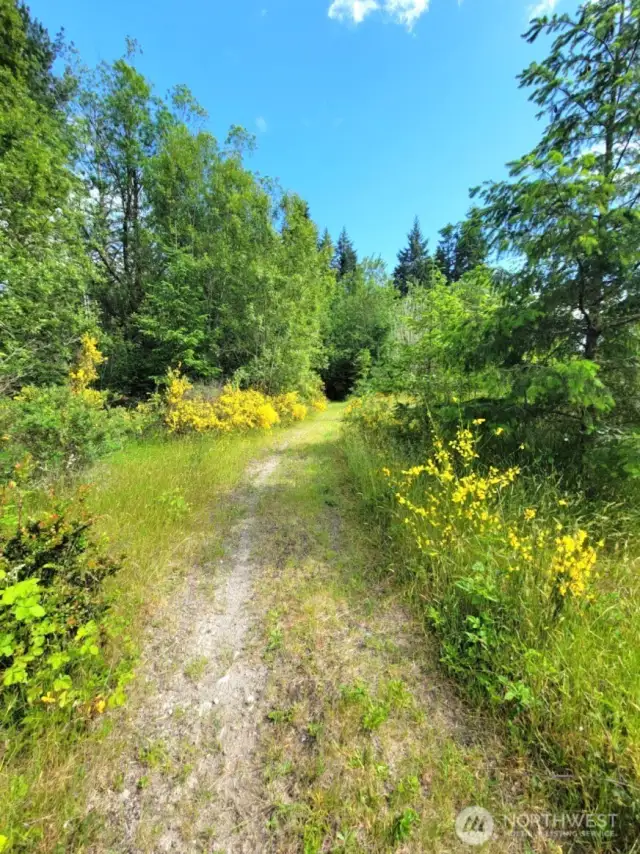 More trail pictures