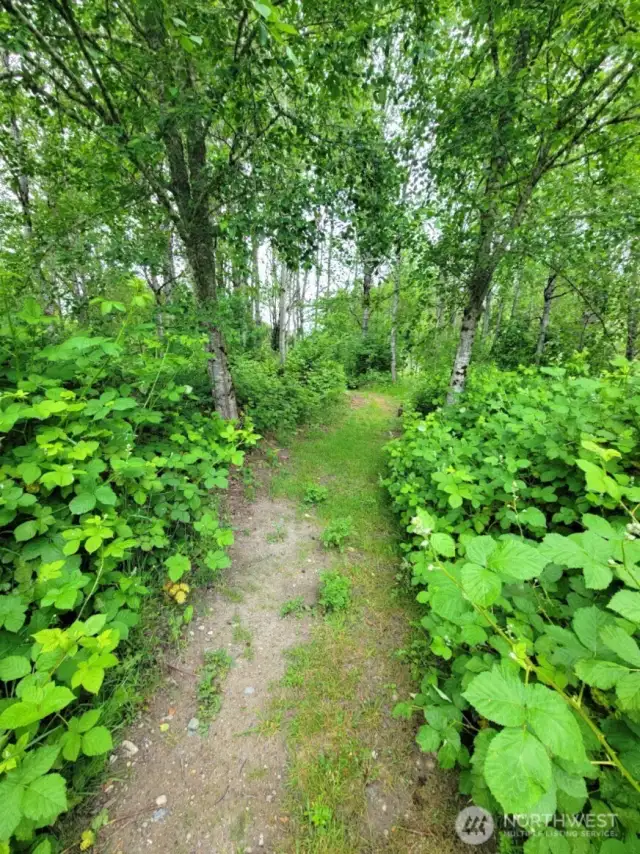 Trail leading to the pond. This is the approx. edge of the buildable area. The remaining area is the wetland setback area